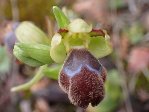 Image of Ophrys omegaifera by (c) Elias, some rights reserved (CC BY)