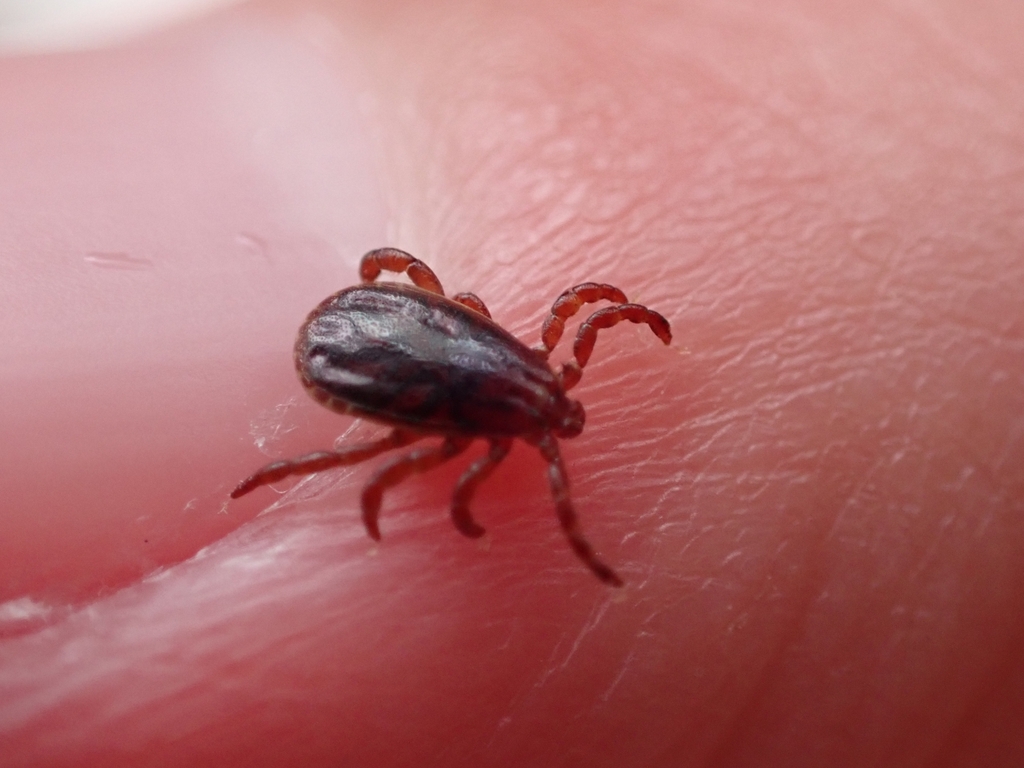 Red Sheep Tick