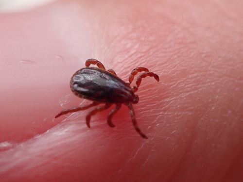 Red Sheep Tick