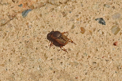 Euoniticellus fulvus