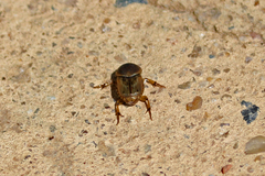 Euoniticellus fulvus