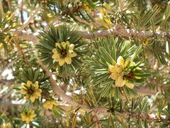 Pinus balfouriana austrina