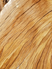 Pinus balfouriana austrina