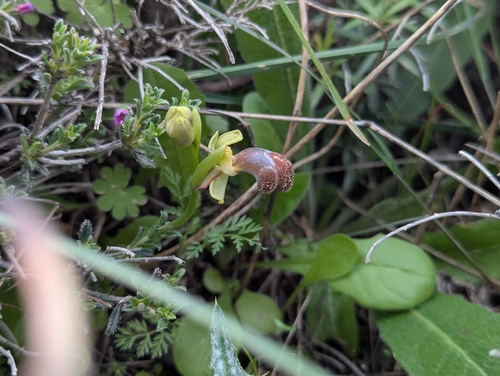Image of Ophrys omegaifera by (c) Elias, some rights reserved (CC BY)