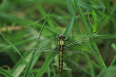 Orthetrum cancellatum