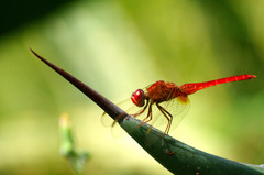 Crocothemis erythraea
