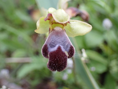 Image of Ophrys omegaifera by (c) Elias, some rights reserved (CC BY)
