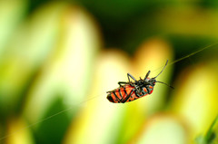Spilostethus furcula