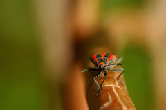 Spilostethus furcula