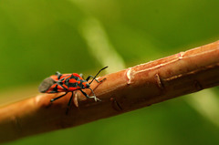 Spilostethus furcula