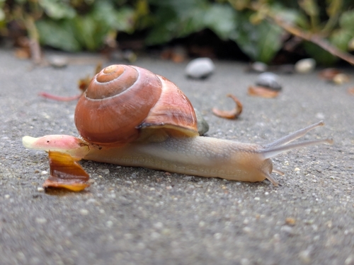 Hain-Bänderschnecke