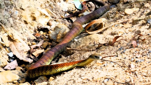 Tiger Snake sighting
