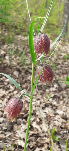 Fritillaria montana