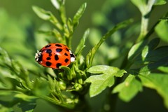 Hesperomyces virescens