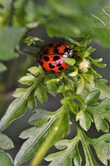 Hesperomyces virescens