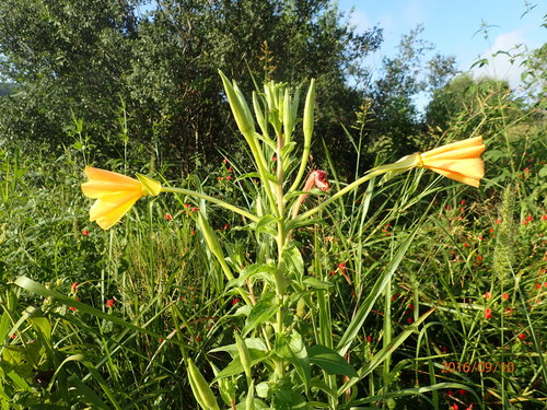 Oenothera jamesii iNat (2)