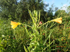 Oenothera jamesii