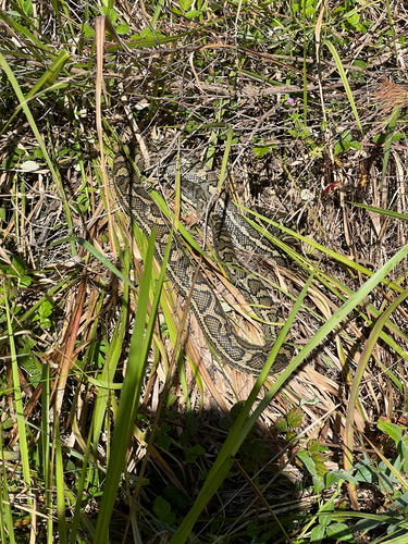 Coastal Carpet Python sighting