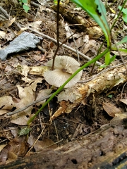 Pluteus deceptivus