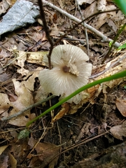 Pluteus deceptivus