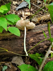 Pluteus deceptivus