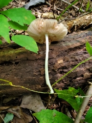 Pluteus deceptivus