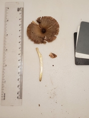 Pluteus deceptivus