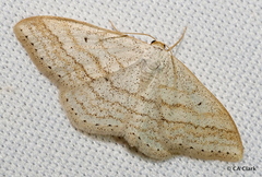 Scopula ancellata