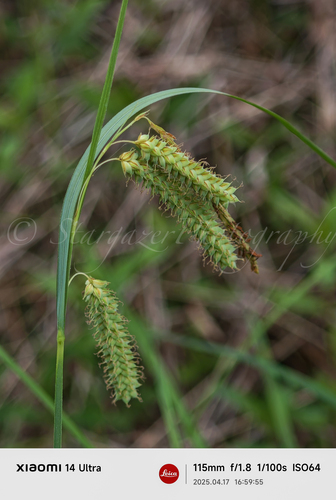 Carex dimorpholepis iNat (1)