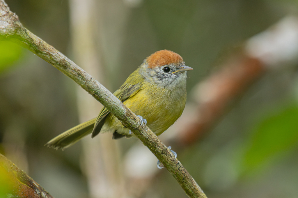 Scrub Greenlets