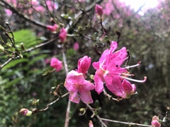 Rhododendron