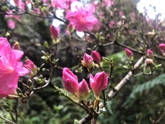 Rhododendron