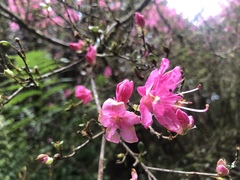 Rhododendron