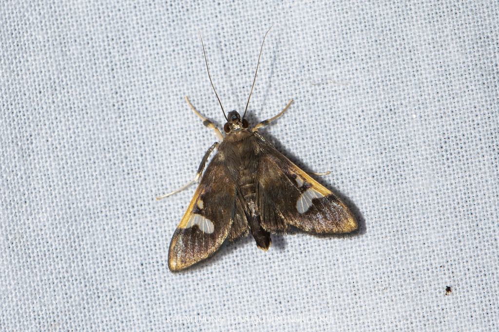 Nosophora conjunctalis