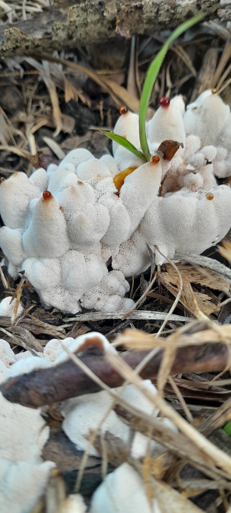 Abortiporus biennis · April 2025 · photo: © rafaperazzolo (iNaturalist, cc-by)