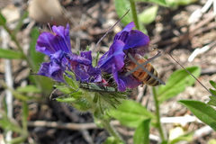 Phytoecia caerulescens