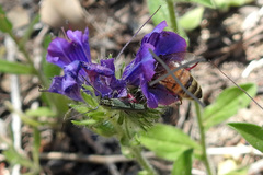 Phytoecia caerulescens