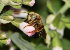 Melissodes comptoides