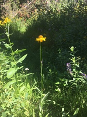 Helenium bigelovii