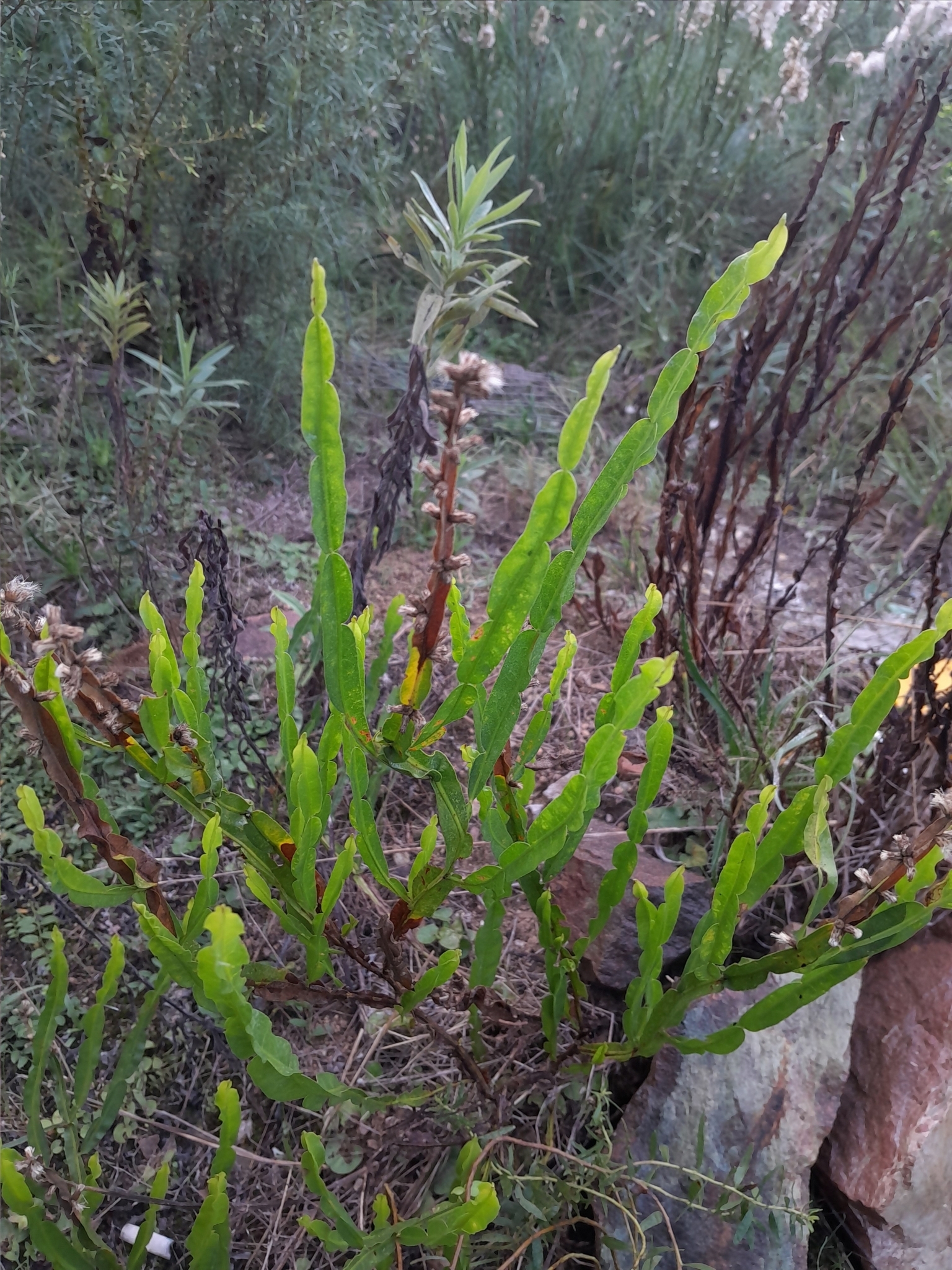 Baccharis trimera