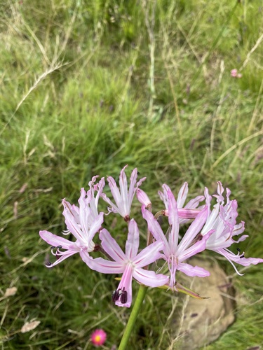 Mountain Stream Nerine (Nerine gibsonii)