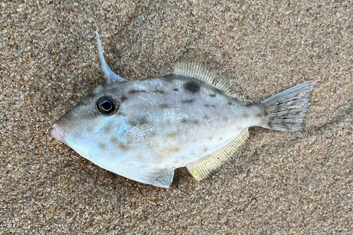 Threadtail filefish (Arotrolepis filicauda) — Monacanthidae — 2