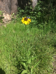 Helenium bigelovii