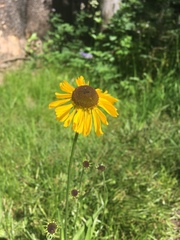 Helenium bigelovii