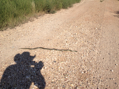 Lampropeltis splendida