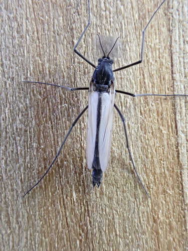 Protanypus morio