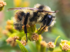 Bombus bifarius
