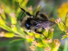 Bombus bifarius