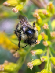 Bombus bifarius