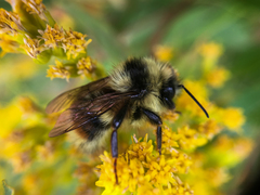 Bombus bifarius